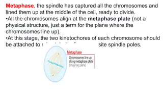 Metaphase, the spindle has captured all the chromosomes and
lined them up at the middle of the cell, ready to divide.
•All the chromosomes align at the metaphase plate (not a
physical structure, just a term for the plane where the
chromosomes line up).
•At this stage, the two kinetochores of each chromosome should
be attached to microtubules from opposite spindle poles.
 