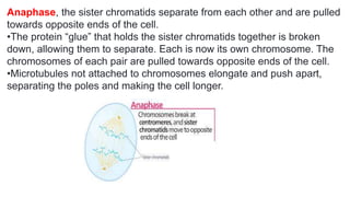 Anaphase, the sister chromatids separate from each other and are pulled
towards opposite ends of the cell.
•The protein “glue” that holds the sister chromatids together is broken
down, allowing them to separate. Each is now its own chromosome. The
chromosomes of each pair are pulled towards opposite ends of the cell.
•Microtubules not attached to chromosomes elongate and push apart,
separating the poles and making the cell longer.
 