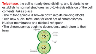 Telophase, the cell is nearly done dividing, and it starts to re-
establish its normal structures as cytokinesis (division of the cell
contents) takes place.
•The mitotic spindle is broken down into its building blocks.
•Two new nuclei form, one for each set of chromosomes.
Nuclear membranes and nucleoli reappear.
•The chromosomes begin to decondense and return to their
form.
 