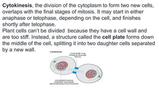 Cytokinesis, the division of the cytoplasm to form two new cells,
overlaps with the final stages of mitosis. It may start in either
anaphase or telophase, depending on the cell, and finishes
shortly after telophase.
Plant cells can’t be divided because they have a cell wall and
are too stiff. Instead, a structure called the cell plate forms down
the middle of the cell, splitting it into two daughter cells separated
by a new wall.
 