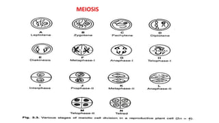 MEIOSIS
 