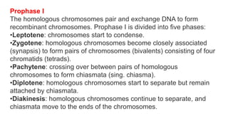 Prophase I
The homologous chromosomes pair and exchange DNA to form
recombinant chromosomes. Prophase I is divided into five phases:
•Leptotene: chromosomes start to condense.
•Zygotene: homologous chromosomes become closely associated
(synapsis) to form pairs of chromosomes (bivalents) consisting of four
chromatids (tetrads).
•Pachytene: crossing over between pairs of homologous
chromosomes to form chiasmata (sing. chiasma).
•Diplotene: homologous chromosomes start to separate but remain
attached by chiasmata.
•Diakinesis: homologous chromosomes continue to separate, and
chiasmata move to the ends of the chromosomes.
 