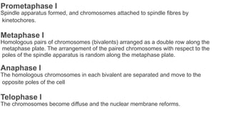 Prometaphase I
Spindle apparatus formed, and chromosomes attached to spindle fibres by
kinetochores.
Metaphase I
Homologous pairs of chromosomes (bivalents) arranged as a double row along the
metaphase plate. The arrangement of the paired chromosomes with respect to the
poles of the spindle apparatus is random along the metaphase plate.
Anaphase I
The homologous chromosomes in each bivalent are separated and move to the
opposite poles of the cell
Telophase I
The chromosomes become diffuse and the nuclear membrane reforms.
 