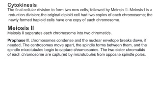 Cytokinesis
The final cellular division to form two new cells, followed by Meiosis II. Meiosis I is a
reduction division: the original diploid cell had two copies of each chromosome; the
newly formed haploid cells have one copy of each chromosome.
Meiosis II
Meiosis II separates each chromosome into two chromatids.
Prophase II, chromosomes condense and the nuclear envelope breaks down, if
needed. The centrosomes move apart, the spindle forms between them, and the
spindle microtubules begin to capture chromosomes. The two sister chromatids
of each chromosome are captured by microtubules from opposite spindle poles.
 