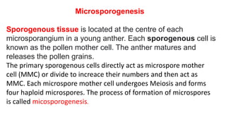 Microsporogenesis
Sporogenous tissue is located at the centre of each
microsporangium in a young anther. Each sporogenous cell is
known as the pollen mother cell. The anther matures and
releases the pollen grains.
The primary sporogenous cells directly act as microspore mother
cell (MMC) or divide to increace their numbers and then act as
MMC. Each microspore mother cell undergoes Meiosis and forms
four haploid microspores. The process of formation of microspores
is called micosporogenesis.
 