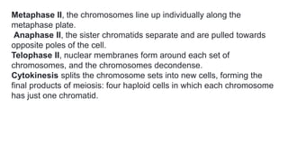 Metaphase II, the chromosomes line up individually along the
metaphase plate.
Anaphase II, the sister chromatids separate and are pulled towards
opposite poles of the cell.
Telophase II, nuclear membranes form around each set of
chromosomes, and the chromosomes decondense.
Cytokinesis splits the chromosome sets into new cells, forming the
final products of meiosis: four haploid cells in which each chromosome
has just one chromatid.
 