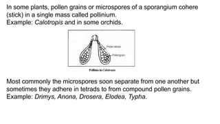 In some plants, pollen grains or microspores of a sporangium cohere
(stick) in a single mass called pollinium.
Example: Calotropis and in some orchids.
Most commonly the microspores soon separate from one another but
sometimes they adhere in tetrads to from compound pollen grains.
Example: Drimys, Anona, Drosera, Elodea, Typha.
 