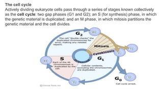 The cell cycle
Actively dividing eukaryote cells pass through a series of stages known collectively
as the cell cycle: two gap phases (G1 and G2); an S (for synthesis) phase, in which
the genetic material is duplicated; and an M phase, in which mitosis partitions the
genetic material and the cell divides.
 