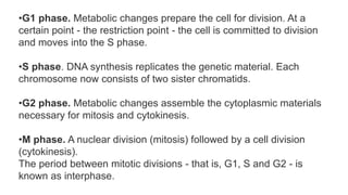 •G1 phase. Metabolic changes prepare the cell for division. At a
certain point - the restriction point - the cell is committed to division
and moves into the S phase.
•S phase. DNA synthesis replicates the genetic material. Each
chromosome now consists of two sister chromatids.
•G2 phase. Metabolic changes assemble the cytoplasmic materials
necessary for mitosis and cytokinesis.
•M phase. A nuclear division (mitosis) followed by a cell division
(cytokinesis).
The period between mitotic divisions - that is, G1, S and G2 - is
known as interphase.
 