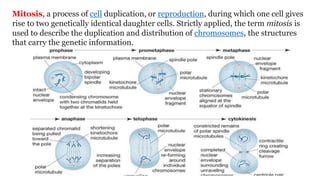 Mitosis, a process of cell duplication, or reproduction, during which one cell gives
rise to two genetically identical daughter cells. Strictly applied, the term mitosis is
used to describe the duplication and distribution of chromosomes, the structures
that carry the genetic information.
 