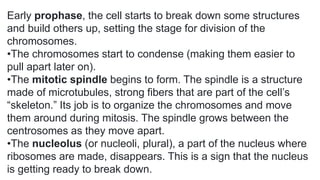 Early prophase, the cell starts to break down some structures
and build others up, setting the stage for division of the
chromosomes.
•The chromosomes start to condense (making them easier to
pull apart later on).
•The mitotic spindle begins to form. The spindle is a structure
made of microtubules, strong fibers that are part of the cell’s
“skeleton.” Its job is to organize the chromosomes and move
them around during mitosis. The spindle grows between the
centrosomes as they move apart.
•The nucleolus (or nucleoli, plural), a part of the nucleus where
ribosomes are made, disappears. This is a sign that the nucleus
is getting ready to break down.
 