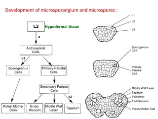 Microspore Development Structure Microsporogenesis - Embryology of angiosperms.pdf