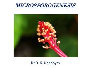 MICROSPOROGENESIS
Dr R. K. Upadhyay
 