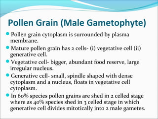 Pollen Grain (Male Gametophyte)
Pollen grain cytoplasm is surrounded by plasma
membrane.
Mature pollen grain has 2 cells- (i) vegetative cell (ii)
generative cell.
Vegetative cell- bigger, abundant food reserve, large
irregular nucleus.
Generative cell- small, spindle shaped with dense
cytoplasm and a nucleus, floats in vegetative cell
cytoplasm.
In 60% species pollen grains are shed in 2 celled stage
where as 40% species shed in 3 celled stage in which
generative cell divides mitotically into 2 male gametes.
 