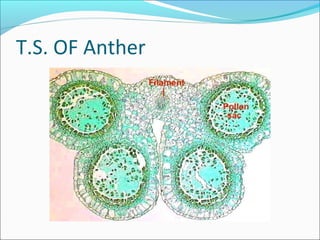 T.S. OF Anther
 
