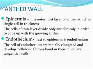 ANTHER WALL
Epidermis – it is outermost layer of anther which is
single cell in thickness
- The cells of thin layer divide only anticlinicaly in order
to cope up with the growing anther
Endothecium- next to epidermis is endothecium
- The cell of endothecium are radially elongated and
develop cellulosic fibrous band in their inner and
tangential walls
 