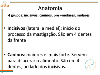 Anatomia
4 grupos: incisivos, caninos, pré –molares, molares
• Incisivos (lateral e medial): inicio do
processo da mastigação. São em 4 dentes
da frente
• Caninos: maiores e mais forte. Servem
para dilacerar o alimento. São em 4
dentes, ao lado dos incisivos.
 