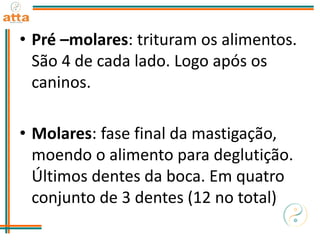 • Pré –molares: trituram os alimentos.
São 4 de cada lado. Logo após os
caninos.
• Molares: fase final da mastigação,
moendo o alimento para deglutição.
Últimos dentes da boca. Em quatro
conjunto de 3 dentes (12 no total)
 