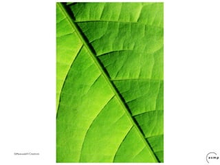 ©Photozek07/Crestock
 