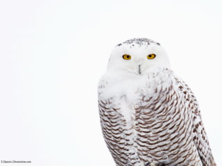 © Dgareri | Dreamstime.com
 