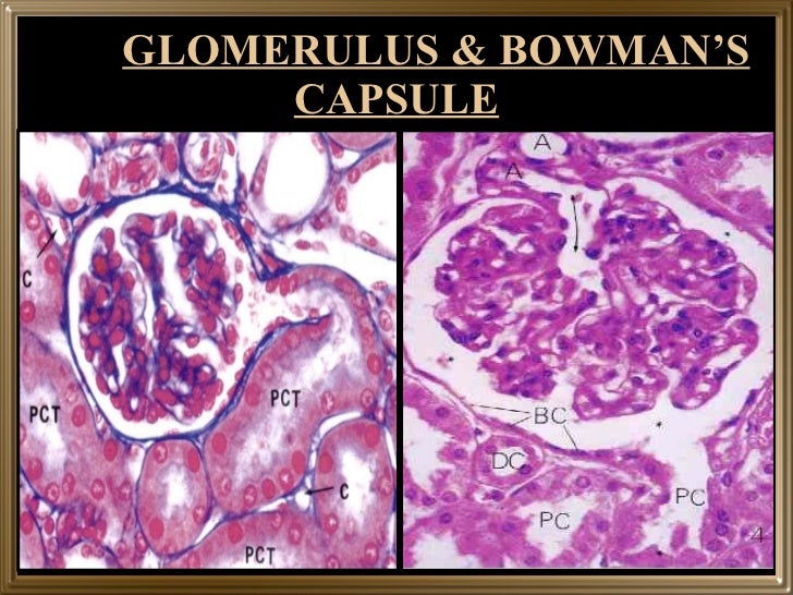 Microstructure of kidney and ureter part 1
