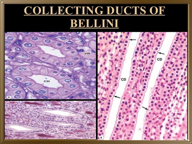 Microstructure of kidney and ureter part 2