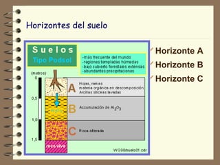 Horizontes del suelo Horizonte A Horizonte B Horizonte C 