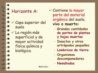 Horizonte A: Capa superior del suelo La región más superficial y de mayor actividad física química y biológica. Contiene  la mayor parte del material orgánico  del suelo,  vivo o muerto: Grandes cantidades   de partes de plantas  y hojas muertas Insectos y otros artrópodos pequeños Lombrices de tierra Organismos descomponedores Nemátodos 