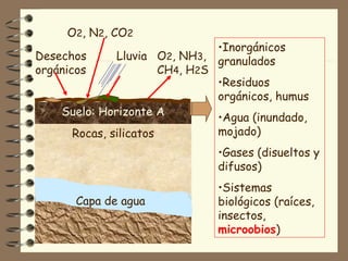 Suelo: Horizonte A Rocas, silicatos Capa de agua Desechos orgánicos O 2 , NH 3 , CH 4 , H 2 S Lluvia Inorgánicos granulados Residuos orgánicos, humus Agua (inundado, mojado) Gases (disueltos y difusos) Sistemas biológicos (raíces, insectos,  microobios ) O 2 , N 2 , CO 2 