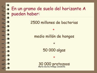 En un gramo de suelo del horizante A pueden haber: 2500 millones de bacterias +  medio millón de hongos + 50 000 algas +  30 000 protozoos 