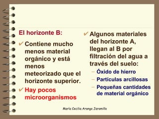 El horizonte B: Contiene mucho menos material orgánico y está menos meteorizado que el horizonte superior. Hay pocos microorganismos Algunos materiales del horizonte A,  llegan al B por filtración del agua a través del suelo: Óxido de hierro Partículas arcillosas Pequeñas cantidades de material orgánico 