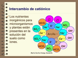 Intercambio de catiónico Los nutrientes inorgánicos para microorganismos  y plantas están presentes en la solución del suelo como iones. Arcilla  - Na + Na + Na + H + Ca + + Ca + + K + K + Na + Cl - Cl - NO 3 - SO 4 -2 HCO 3 - OH - OH - OH - SO 4 -2 HCO 3 - NO 3 - HCO 3 - 