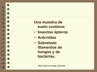 Una muestra de suelo contiene: Insectos ápteros Arácnidos Sobretodo filamentos de hongos y de bacterias.  
