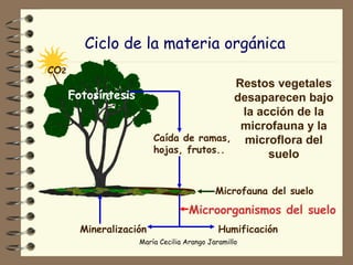 Ciclo de la materia orgánica   Fotosíntesis Restos vegetales desaparecen bajo la acción de la microfauna y la microflora del suelo CO 2 Caída de ramas, hojas, frutos.. Mineralización Humificación Microorganismos del suelo Microfauna del suelo 