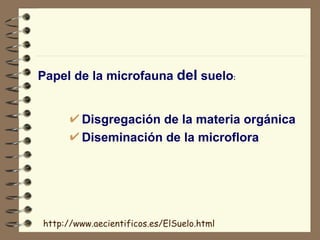 Papel de la microfauna  del  suelo : Disgregación de la materia orgánica Diseminación de la microflora http://www.aecientificos.es/ElSuelo.html 