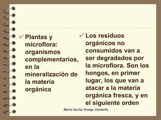 Plantas y microflora: organismos complementarios, en la mineralización de la materia orgánica Los residuos orgánicos no consumidos van a ser degradados por la microflora. Son los hongos, en primer lugar, los que van a atacar a la materia orgánica fresca, y en el siguiente orden   