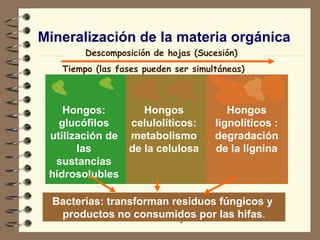 Mineralización de la materia orgánica Hongos: glucófilos utilización de las sustancias hidrosolubles Hongos celulolíticos: metabolismo de la celulosa Hongos lignolíticos : degradación de la lignina Descomposición de hojas (Sucesión) Tiempo (las fases pueden ser simultáneas) Bacterias: transforman residuos fúngicos y  productos no consumidos por las hifas . 