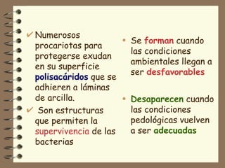 Numerosos procariotas para protegerse exudan en su superficie  polisacáridos  que se adhieren a láminas de arcilla. Son estructuras que permiten la  supervivencia  de las bacterias Se  forman  cuando las condiciones ambientales llegan a ser  desfavorables Desaparecen  cuando las condiciones pedológicas vuelven a ser  adecuadas 