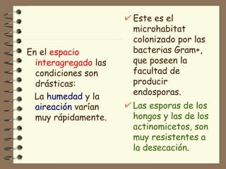 En el  espacio interagregado  las condiciones son drásticas: La  humedad  y la  aireación  varían muy rápidamente. Este es el  microhabitat colonizado por las bacterias Gram+, que poseen la facultad de producir endosporas.  Las esporas de los hongos y las de los  actinomicetos, son muy resistentes a la desecación . 