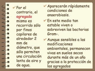 Por el contrario, el  agregado  mismo es recorrido sólo por finos capilares de alrededor 2 mm de diámetro, que sólo permiten una circulación lenta de aire y de agua. Aparecerán rápidamente condiciones de anaerobiosis.  En este medio tan estable viven o sobreviven las bacterias Gram-.  Aunque sensibles a las modificaciones ambientales, permanecen vivas en suelos secos durante más de un año gracias a la protección de los agregados  