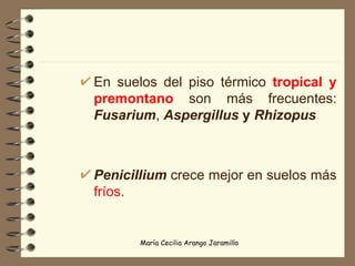 En suelos del piso térmico  tropical y premontano  son más frecuentes:  Fusarium ,  Aspergillus  y  Rhizopus Penicillium  crece mejor en suelos más  fríos .  