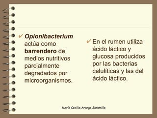 Opionibacterium   actúa como  barrendero  de medios nutritivos parcialmente degradados por microorganismos.  En el rumen   utiliza ácido láctico y glucosa producidos por las bacterias celulíticas y las del ácido láctico. 