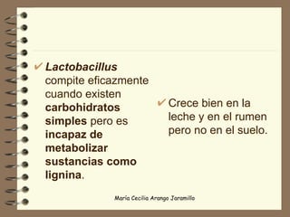 Lactobacillus  compite eficazmente cuando existen  carbohidratos simples  pero es  incapaz de metabolizar sustancias como lignina . Crece bien en la leche y en el rumen  pero no en el suelo.  