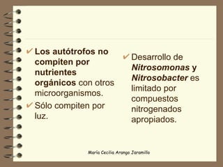 Los autótrofos   no compiten por nutrientes orgánicos  con otros microorganismos.  Sólo compiten por luz. Desarrollo de  Nitrosomonas  y  Nitrosobacter  es limitado por compuestos nitrogenados apropiados.  