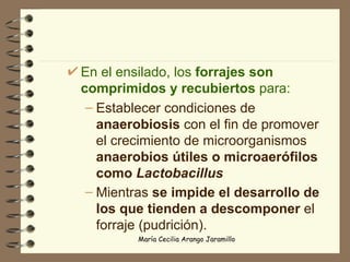 En el ensilado, los  forrajes son comprimidos y recubiertos  para: Establecer condiciones de  anaerobiosis  con el fin de promover el crecimiento de microorganismos  anaerobios útiles o microaerófilos como  Lactobacillus Mientras  se impide el desarrollo de los que tienden a descomponer  el forraje (pudrición).   