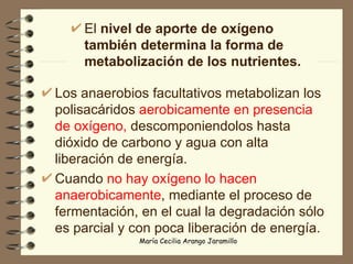 El  nivel de aporte de oxígeno también determina la forma de metabolización de los nutrientes.   Los anaerobios facultativos metabolizan los polisacáridos  aerobicamente en presencia de oxígeno,  descomponiendolos hasta dióxido de carbono y agua con alta liberación de energía. Cuando  no hay oxígeno lo hacen anaerobicamente , mediante el proceso de fermentación, en el cual la degradación sólo es parcial y con poca liberación de energía. 