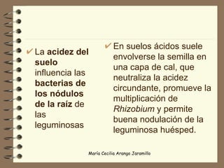 La  acidez del suelo  influencia las  bacterias de los nódulos de la raíz  de las leguminosas En suelos ácidos suele envolverse la semilla en una capa de cal, que neutraliza la acidez circundante, promueve la multiplicación de  Rhizobium  y permite buena nodulación de la leguminosa huésped. 