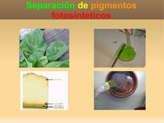 Separación de pigmentos 
fotosínteticos 
 