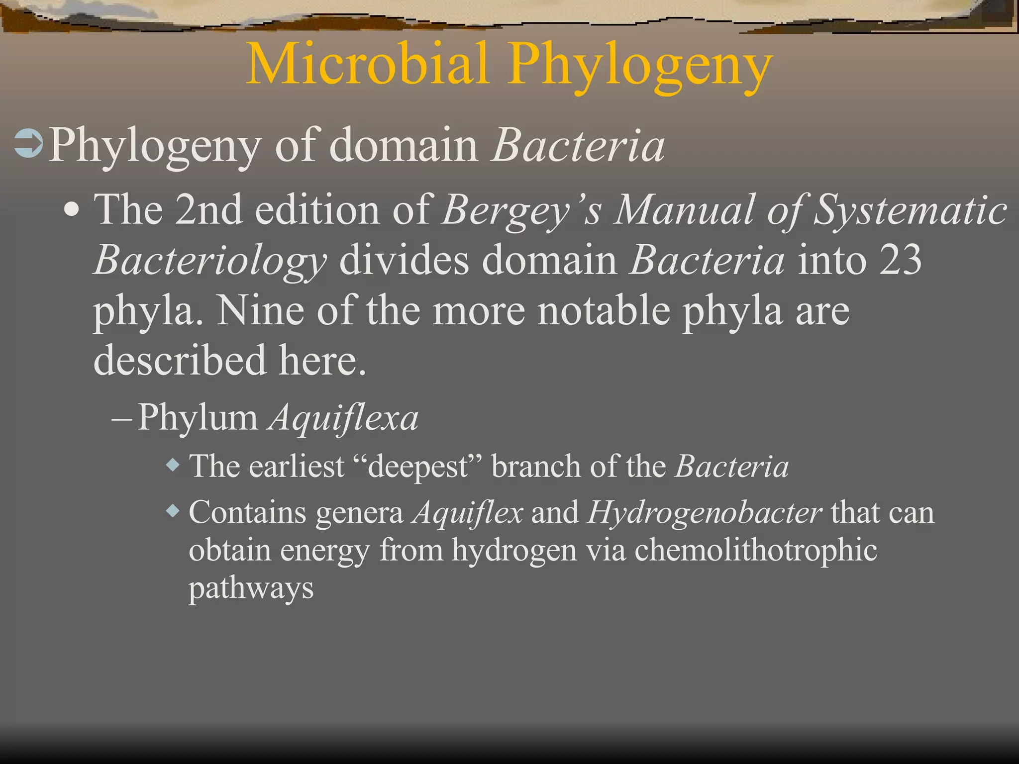 Microbial Phylogeny Phylogeny of domain  Bacteria The 2nd edition of  Bergey’s Manual of Systematic Bacteriology  divides domain  Bacteria  into 23 phyla. Nine of the more notable phyla are described here. Phylum  Aquiflexa The earliest “deepest” branch of the  Bacteria Contains genera  Aquiflex  and  Hydrogenobacter  that can obtain energy from hydrogen via chemolithotrophic pathways  