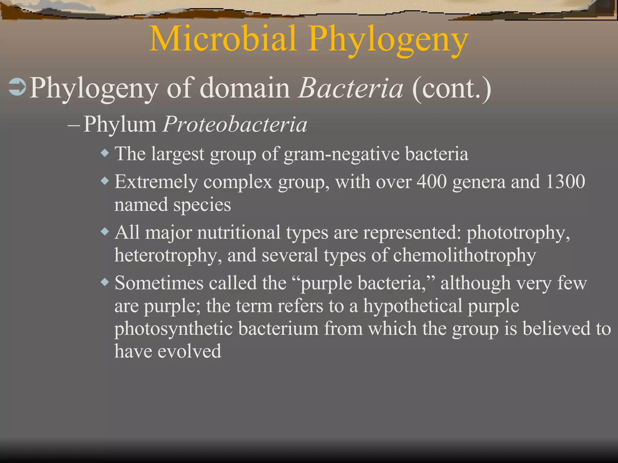 Microbial Phylogeny Phylogeny of domain  Bacteria  (cont.)   Phylum  Proteobacteria The largest group of gram-negative bacteria Extremely complex group, with over 400 genera and 1300 named species All major nutritional types are represented: phototrophy, heterotrophy, and several types of chemolithotrophy Sometimes called the “purple bacteria,” although very few are purple; the term refers to a hypothetical purple photosynthetic bacterium from which the group is believed to have evolved 